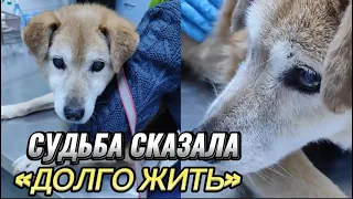 Судьба улыбнулась пожилой собаке Нике из приюта Некрасовка. Чудеса случаются !!!