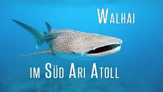 Walhai, Schildkröte und Meer - Tauchen im Süd Ari Atoll  | Tauch-Vlog #25 | #abgetaucht
