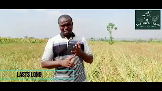 Pineapple Farming: why you should invest in a pineapple garden|Get high profits from pineapple -2023