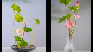這麼美的蓮花你會喜歡哪一個呢 Which one of these beautiful lotus flowers will you like