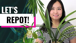 How to Repot a Cymbidium Orchid - Asian Cymbidiums (Goeringii, Tortisepalum, Sinense, Ensifolium)