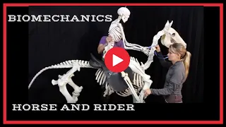 Wendy Murdoch, Rider Biomechanics Rising Trot. The Art Of The Horseman