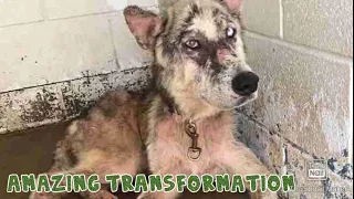 Amazing Transformation Of Sick Dog Who Had Given Up Hope || Trailer || SCOOBERS