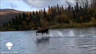 A Moose defies gravity and runs across open water?