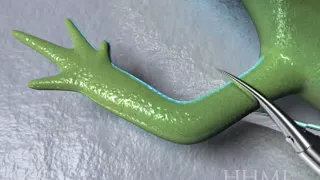 Salamander Limb Regeneration