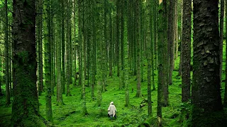 Спокойная Музыка Для Медитации И Снятия Стресса | Meditation Music, Nature Sounds