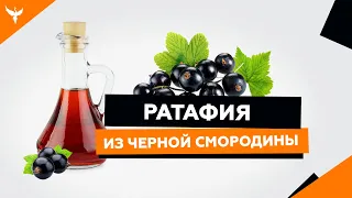 рДЖ 16: Ратафия из черной смородины