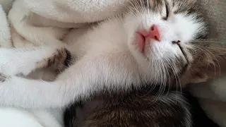 Cute kittens sleeping sweetly together with mouth open.