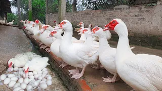 Raising Muscovy Breeds - Direction for Sustainable Economic Development