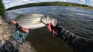 First Striper on the Fly!