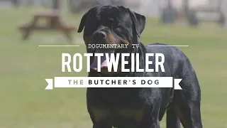 ALL ABOUT ROTTWEILERS : THE BUTCHER'S DOG