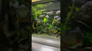 An Incredible Display Tank with Huge Piranhas