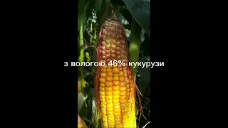 як визначити урожайність кукурудзи