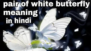 pair of white butterfly meaning in hindi #whitebutterfly #whitebutter #butterflymeaning #spiritual
