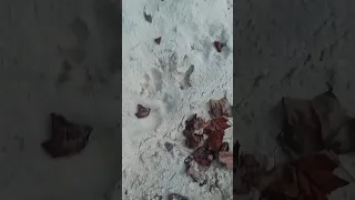 Large Black Bear Tracks ,and she was near by!!! Go check out my long videos please