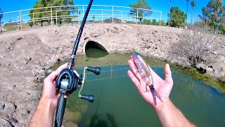 You Won't Believe What I Caught From These Tiny Urban Ponds!