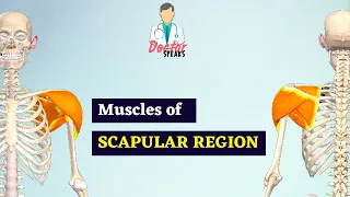 Muscles of Scapular Region | Musculoskeletal Anatomy | Doctor Speaks