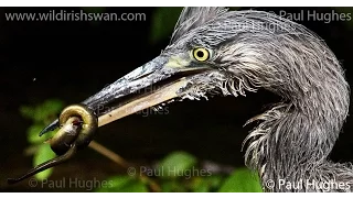 In a water habitat used by piscivorous herons, a heron has eaten an eel!