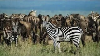 Best Documentary 2016 | Best Nature Documentary | Wildlife Documentary| Nat Geo Documentary