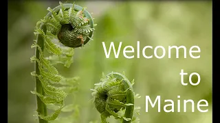 Welcome to Maine Ep 25: Fiddleheads