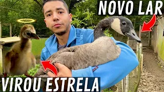 Despedida Filhote de Grou | Mudança Ganso Canadense | Aves Recriar