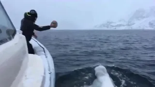 Beluga whale playing football with rugby ball