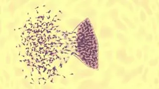 bacteriophage vs ecoli animation