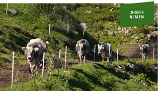 Dreistufenlandwirtschaft: Wenn die Kuh der Vegetation nachzieht. Unser Almfuchs berichtet.