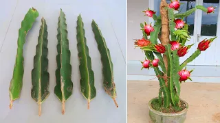 How to grow Purple dragon fruit from cuttings for beginners