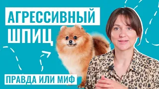 Агрессивный характер у шпица: РАЗРУШАЕМ СТЕРЕОТИПЫ и разбираемся в фактах!