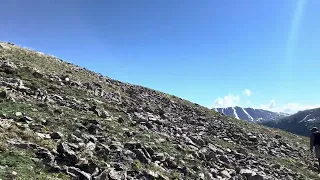 Mountain goats near Quandary Peak #quandary peak #hiking #wildlife #mountains