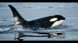 Lone Orca kills great white shark in less than 2 minutes