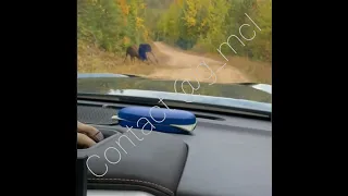 2023 Hunt Moose fight to the death