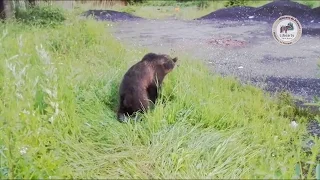 Bear hit by a car and abandoned on National Road 1