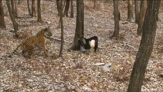 Russian goat who made unlikely friends with tiger dies | AFP