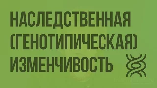 Наследственная (генотипическая) изменчивость. Видеоурок по биологии 9 класс