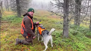 Inarin Hirvi/Karhujahti 2/2 #teamsakonordic #metsästys #hirvijahti