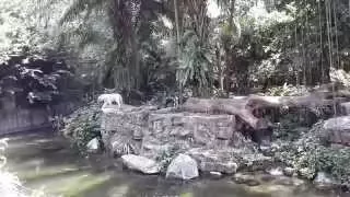 Сингапур Зоопарк /SINGAPORE ZOO/ ЛУЧШИЙ ЗООПАРК В МИРЕ. Белый тигр