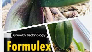 Результаты применения Формулекса/Formulex на орхидеях! Новые листья, корни, цветонос!