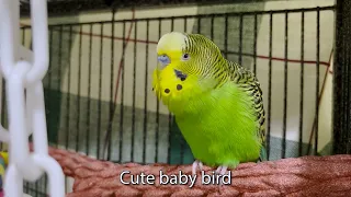 Boba the Budgie Talks for 4 Minutes! | Talking Parakeet | Cute baby bird