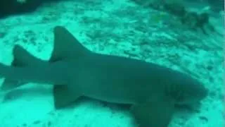 Nurse Shark Feeding - Ambergris Caye, Belize