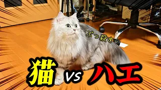 ハエを見付けて野生のスイッチが入った猫【マンチカン】