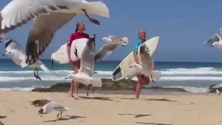 WHALE & MAROUBRA SURFERS ASSOCIATION - By Cora Bezemer