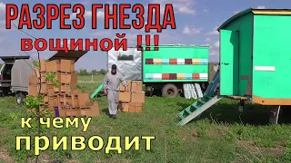 ПЧЕЛОВОДСТВО /  ПРОВЕРКА ВОЩИНЫ / НЕ УЗБЕЧКА )))).