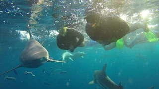 'Cageless' & Cage diving at Durban's Aliwal shoal