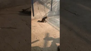 Monkey Mehnga🤗Attack.