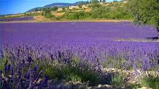 Relaxation Champs de lavande en Provence, avec le chant des Cigales