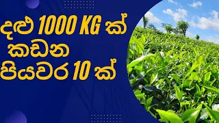 How to Pluck 1000 Kg of Harvest from one acre Tea Land| අක්කරයට දළු 1000 ක් කැඩීමට පියවර 10 ක් #Tea