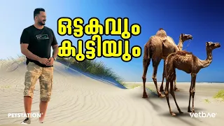 പെറ്റ്സ്റ്റേഷൻ ആകെ മാറിപ്പോയല്ലോ.. ഒട്ടകത്തിന്റെ കുട്ടിയേ കാണണ്ടേ