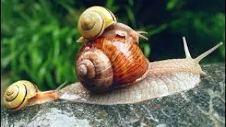 İnfo über Schnecken, Meine Schnecken🐌🐚